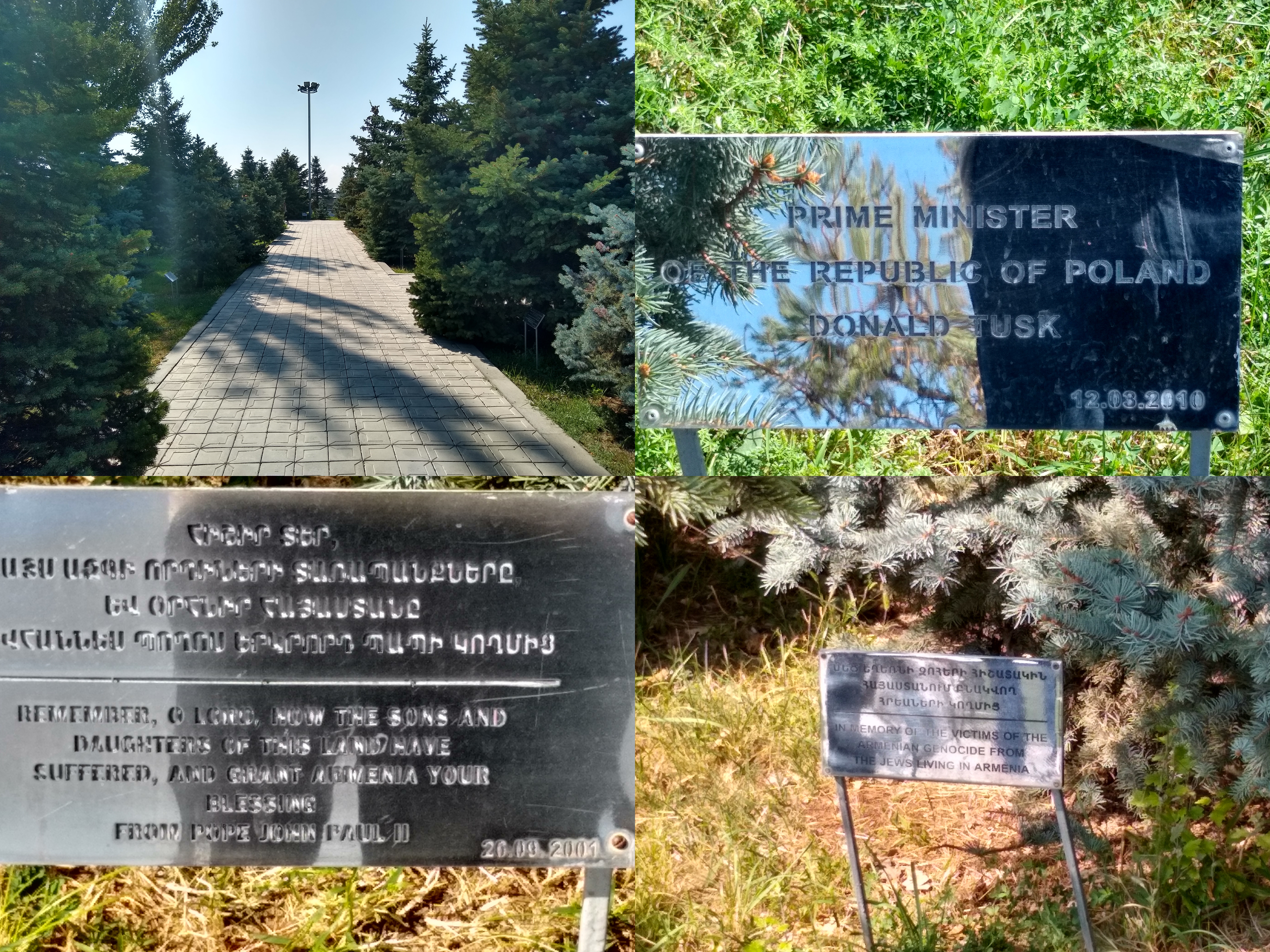 Photos of an avenue of trees, and individual trees with plaques associated with them